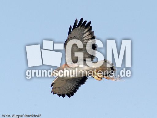 Rotrückenbussard (12 von 19).jpg